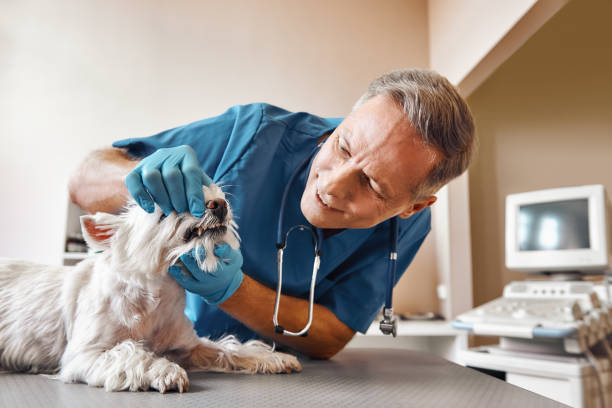 Best After-Hours Emergency Dentist in Wynne, AR